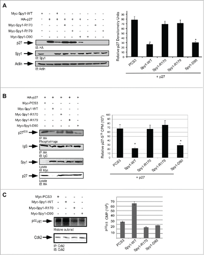 Figure 3. R170 and R179 mutants inhibit p27 down regulation. 293 cells were transfected with HA-tagged p27 in the presence or absence of Myc-tagged empty–vector (PCS3), Spy1-WT, Spy1-R170, Spy1-R179 or Spy1-D90. (A) Lysates were blotted with HA (upper panel), Spy1 (middle panel) and Actin (lower panel) antibodies. Left panel is one representative blot of 3. Right panel reflects densitometry of p27 levels normalized to actin over 3 separate experiments. Error bars represent SEM. *p < 0.05. (B) Pulse chase assay was conducted, followed by IP for HA-tagged p27 and S35 incorporation measured by phosphor image analysis. Immunoblot using IgG antibody was used as a control. Left panel is one representative experiment of 3. Right panel represents quantification using OptiQuant software over 3 separate experiments. Error bars represent SEM, *p < 0.05 (C) Cdk2 IP from transfected lysates. Histone assay was conducted. Left panel is one representative phosphorimage of 2. Right panel represents average phosphor measurements over 2 experiments. Error bars represent SEM.