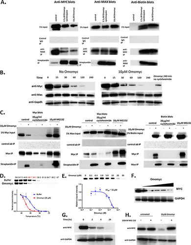 FIG 2 Omomyc interacts with Myc and Max in cells and also affects Myc stability and protein levels. (A) Immunoprecipitation (IP) of Myc, Max, and biotinylated Omomyc in HCT116 cells. HCT116 cells were treated with 10 μM Omomyc, 2.5 μM Omomyc with ProteoJuice, or no Omomyc at all and then lysed after 24 h. Lysates were then incubated with antibodies against Myc and Max, control IgG, and streptavidin; pulled down with magnetic beads; run on an SDS-PAGE gel; and then blotted with antibodies to Myc, Max, or biotin. (B) Effect of treatment with 10 μg/ml cycloheximide in the presence and absence of 10 μM Omomyc over time. HCT116 cells were treated with 10 μg/ml cycloheximide in the presence or absence of 10 μM Omomyc for up to 4 h. Cells were lysed, subjected to SDS-PAGE, and then Western blotted with antibodies to Myc, Max, and Gapdh. (C) Effect of cycloheximide or the proteasome inhibitor MG132 on Myc, Max, and Omomyc interactions. HCT116 cells were treated with 0 or 10 μM Omomyc in the absence or presence of 20 μg/ml cycloheximide or 10 μM MG132 for 4 h; lysed; incubated with antibodies (ab) to Myc and Max, control IgG, and streptavidin; and then pulled down with magnetic beads. The material was run on an SDS-PAGE gel and Western blotted with antibodies to Myc, Max, and biotin. (D) Treatment of Ramos cell lysates with Omomyc induces thermal destabilization of Myc. Shown are aggregation temperature (Tagg) curves and corresponding Western blot images for Myc in Ramos cell lysates after incubation at 4°C with Omomyc (20 μM) or PBS for 2 h. All data were normalized to the Myc band intensity for the lowest temperature, 39°C. The Tagg shifts were analyzed using the Boltzmann sigmoidal equation and are 50.3°C for the buffer-treated lysate and 43.9°C for the Omomyc-treated lysate. (E) Omomyc decreases the level of Myc in the cell. Ramos cells were treated with increasing concentrations of Omomyc for 24 h, lysed, run on an SDS-PAGE gel, and Western blotted with antibodies to Myc and Gapdh. (F) Time course of Myc reduction by 10 μM Omomyc. Ramos cells were treated with Omomyc, and samples were collected at 0, 2, 4, and 24 h. The samples were lysed, subjected to SDS-PAGE, and Western blotted for Myc and Gapdh. (G) Myc reduction is due to proteosomal degradation of Myc. Ramos cells were treated with or without 10 μM Omomyc in the presence or absence of 100 nM MG132 for 24 h, lysed, subjected to SDS-PAGE, and Western blotted for Myc and Gapdh.