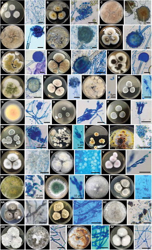 Figure 3. The relative abundance of genera isolated from Madai Cave in different substrates