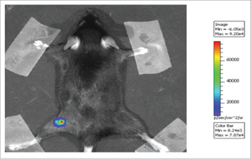 Figure 2. Luminescent C3 cell model. Luminescent C3-Luc cells were obtained as described in Methods. 5×105 C3-Luc cells were injected s.c. into a C57BL/6 mouse. An example of imaging results is shown at 11 d after inoculation. The intensity of bioluminescence was color- or gray-coded and the used scale is reported.