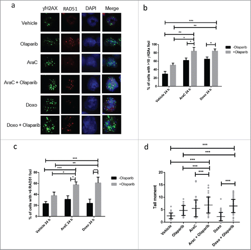 Figure 4. Olaparib enhances DNA damage induced with conventional chemotherapy in MLL leukemia. (a) Representative picture of γH2AX and RAD51 immunofluorescent staining of MLL-AF9 LSC treated with chemotherapy, olaparib or in combination for 24 h. (b-c) Quantification of percentage of MLL-AF9 leukemic cells with greater than 10 γH2AX and greater than 6 RAD51 foci upon treatment. Unpaired t-test was performed between samples. Statistical significances are as indicated *p < 0.05, ** p < 0.01, ***p < 0.001. (d) Quantification of comet tail formation in MLL-AF9 LSC following 24 h treatment of chemotherapy, olaparib or in combination. Results are presented tail moment. At least 50 cells were analyzed for each condition. Unpaired t-test was performed between indicated samples. Statistical significances are as indicated, ***p < 0.001.