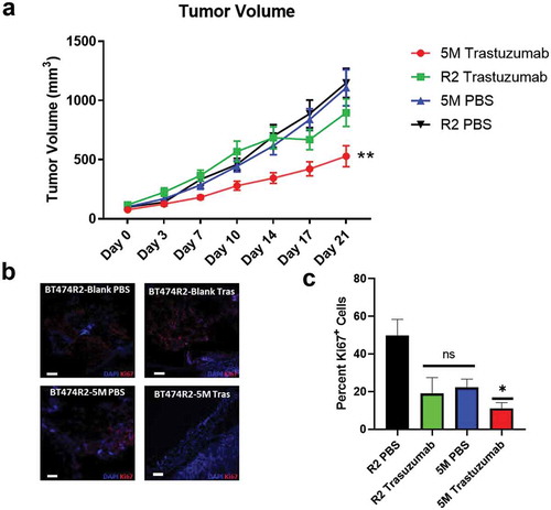 Figure 5. (a) Tumor growth was significantly decreased in the 5M cell line with trastuzumab treatment relative to untreated 5M tumors and both treated and untreated R2 tumors. (b) Ki67 staining of tumor sections isolated 21 days post-treatment. (c) Quantification of Ki67+ cells shows decreased proportion of proliferative cells in the 5M trastuzumab group relative to untreated R2-Blank cells (R2-PBS). Tras = trastuzumab treated. Scale bar = 100 µm. C * p < .05, ** p < .01