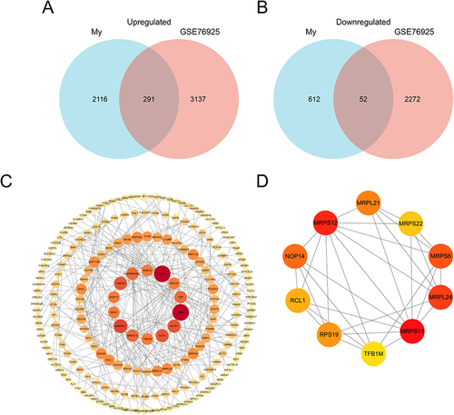 Figure 5 Identification of candidate differentially expressed mRNAs. Venn diagram of (A) upregulated or (B) downregulated genes common to both our mRNAs dataset and GSE76925. (C) The PPI among 343 common differentially expressed genes. (D) PPI network of the top 10 hub genes for upregulated differentially expressed genes.