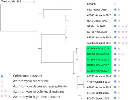 Figure 1. Maximum-likelihood tree based on 14965 genome-wide SNP sites. Strains shaded in green are isolates characterized in this study. Circle and star represent the susceptibility to ceftiaxone and azithromycin respectively. The scale is in the units of mutations per site.