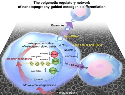 Figure 6 Regulatory network of TiO2-nanotube-guided osteogenic differentiation.