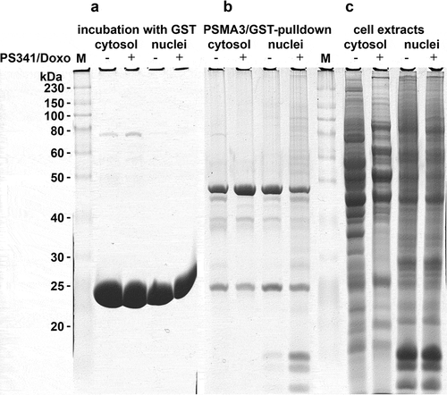 Figure 1. SDS-PAGE electrophoregram of GST-bound proteins (a), PSMA3-bound proteins (b) and cytosol/nuclear extracts (c). “M” lanes: protein molecular mass marker (in kilodaltons).