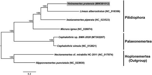 Figure 1. Maximum-likelihood (ML) tree constructed using the concatenated dataset of 13 protein-coding genes based on eight mitogenome sequences, including the Yininemertes pratensis mitogenome sequence from the present study. In total, 10,000 bootstrap replicates were performed. Letters in parentheses indicate GenBank accession numbers.