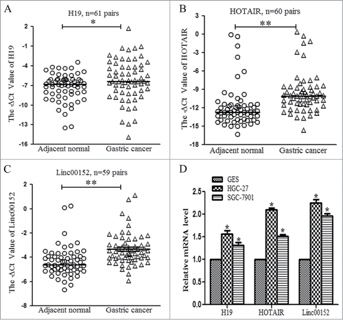 Figure 3. Validation of the aberrantly upregulated lncRNAs in paired gastric cancer tissues and cell lines. (A) H19 expression levels were validated in 61 paired gastric cancer tissues with qRT-PCR. (B) The expression levels of HOTAIR were measured in 60 paired gastric cancer tissues. (C) Linc00152 expression levels were detected in 59 paired gastric cancer specimens. (D) The levels of H19, HOTAIR and Linc00152 in gastric cancer and normal gastric epithelial cell lines. The calculating method was the same as above described, *P < 0.05 and ** P < 0.001.