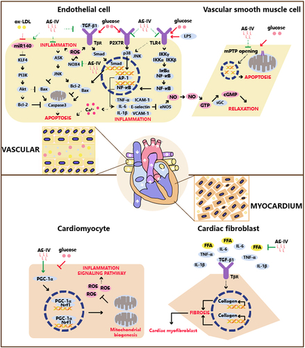 Figure 1 The anti-inflammatory mechanism of AS-IV on the treatment of diabetic cardiovascular complications.