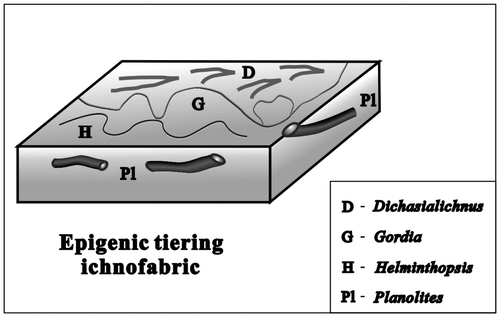 Figure 7. The composition and occurrence characteristics of ichnofossils in the epigenic tiering ichnofabric.