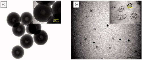 Figure 5. TEM images of (a) ChNP and (b) ChNP-GA: (a) showed a uniform size distribution of a spherical hollow shape with an average diameter 350 nm, however, (b) revealed characterization of ChNP-GA, the particles sizes were lower than ChNP and the diameter of spherical nanoparticles was to be decreased significantly to around 30 nm. ChNP-GA showed to have fewer regular surfaces and edges.