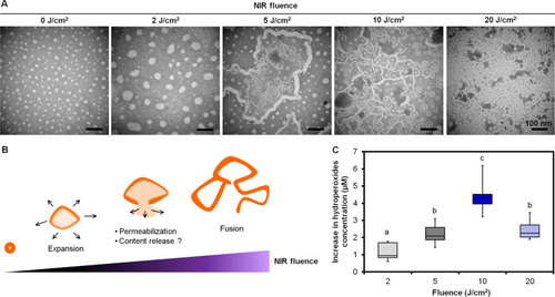 Figure 3 (A) Negative-stained TEM images of PEm-IR-NP irradiated at different fluences of 830-nm NIR, (B) A schematic illustration representing the consequences on PEm-IR-NP corresponding to the NIR fluence, and (C) The increases in the lipid hydroperoxides in PEm-IR-NP (phospholipids concentration = 4 mg/mL) irradiated with various fluences of 830-nm NIR when normalized with the concentration of the lipid hydroperoxides in PEm-IR-NP before irradiation. Different letters above the box plots indicate the statistically significant differences (P < 0.001) and n = 8. Scale bar = 100 nm.