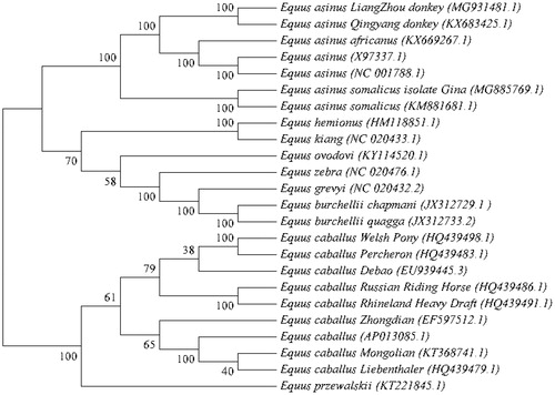 Figure 1. Phylogenetic relationships of 24 species based on PCGs using the neighbor-joining (NJ) methods. The bootstrap values from 1000 replicates are shown next to the branches.