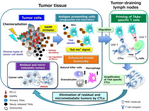 Figure 2 Chemoradiation-induced ICD and DAMP-mediated secondary antitumor immunity. The death of tumor cells induced by chemoradiation can be accompanied by the release or exposure of various DAMPs including ATP, HMGB1, and CRT. The interaction of these DAMP molecules with their cognate receptors including P2X7R, TLR4 or RAGE (receptor for advanced glycation end-products), and CD91, respectively can then facilitate both phagocytosis of primary and newly released TAAs by acting as an “eat me” signal as well as the maturation of APCs, particularly DCs. The mature DCs migrate to local tumor-draining lymph nodes to initiate priming of T cells mediated by the specific binding of antigenic peptide–MHC complexes on DCs to cognate TCRs. This binding elicits a signaling cascade from the TCR complex that ultimately triggers gene expression programs that induce the transition of the T cells from their resting state to a state of activation and proliferation. This transition also requires the presence of costimulatory signals elicited by the binding of the ligands CD80 or CD86 on APCs to their receptor CD28 on T cells as well as by that of the ligands OX40 and 4-1BB on APCs to their receptors on T cells. In general, the expression of costimulatory ligands is suppressed on APCs present in tumor tissue, but this suppression can be overcome by endogenous adjuvants such as certain DAMPs that activate pattern recognition receptors on APCs. Appropriate DAMP induction, acting through DC activation, may thus contribute to effective priming and generation of secondary CD4+ TH cell– or CD8+ CTL–mediated immunity directed toward primary TAAs and newly released TAAs including neoantigens (a phenomenon known as epitope spreading). TH1-skewing cytokines released from CD4+ TH1 cells amplify and sustain the expansion of CD8+ CTLs and their differentiation into effector and memory phenotypes. These multistep processes may eventually lead to the durable control of residual and micrometastatic tumor lesions by effector CTLs in a manner dependent on the induction of tumor cell death by directed exocytosis of cytolytic effectors such as granzymes. All abbreviations are defined in the text.