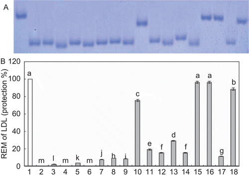 Figure 1.  The relative electrophoretic mobility (REM) of human LDL incubated with Cu2+ and with or without extracts of Curcuma aromatica Salisb. LDL (120 µg/mL) was oxidized with 10 µM CuSO4 at 37°C in the presence of CAS extracts and CUR for 12 h. (A) Lane 1: native LDL; Lane 2: LDL+Cu2+; Lane 3,4: LDL+Cu2++1, 5 µg of E; Lanes 5,6: LDL+Cu2++1, 5 µg of H; Lanes 7,8: LDL+Cu2++1, 5 µg of DCM; Lanes 9,10: LDLCu2++1, 5 µg of EA; Lanes 11,12: LDL+ Cu2++ 1, 5 µg of B; Lanes13,14: LDL+Cu2++1, 5 µg of A; Lanes 15,16: LDL+Cu2++1, 5 µg of CUR; Lanes 17, 18: LDL+Cu2++1, 5 µg of AA (B) Protection rate (%), Each value represents the mean ± SE of triplicate measurements. * a-l Bars with different letters are significantly different at a p<0.05 by Tukey’s test.
