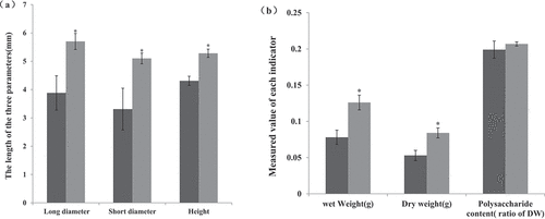 Figure 5. Effect of co-culture with Pseudomonas fluorescens BsEB-1 on the size and polysaccharide content of Bletilla striata tubers. (a) The size of the tuber, characterized by the long diameter, shorter diameter and height; (b) The weight and polysaccharide content of Bletilla striata tubers. without BsEB-1; with BsEB-1; DW: Dry weight. Means are values ± S.E, * in the figure indicates the significant difference(P˂0.05).