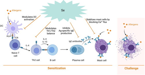 Figure 1. Potential modulatory effects of Se in the allergic sensitization and challenge phase. In the sensitization phase food allergens are picked up and processed by DC and presented to naïve CD4+ T cells in the context of MHC II. T cells then differentiate into Th2 cells and secrete cytokines which switch B cells to IgE secreting plasma cells. These allergen-specific IgE antibodies then bind to the FcεRI present on the surface of mast cells and basophils. Upon re-exposure to the allergen, crosslinking of receptor bound allergen-specific IgE occurs resulting in degranulation of these cells and the release of pro-inflammatory mediators that result in the clinical symptoms associated with a food allergic reaction. Se can inhibit DC activation, which may modulate the Th2 and Th1 balance in favor of an anti-allergic Th1 response and inhibit allergen-specific IgE production. In addition, Se can block Ca2+ flux and inhibit FcεRI expression thereby stabilizing mast cells and basophils, which further affect allergic response.