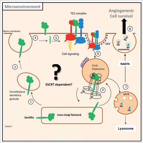 Figure 2. Role of sortilin in EV biogenesis. Sortilin is initially synthesized in the constitutive secretory pathway as a precursor encoding a short propeptide sequence. The propeptide is cleaved by pro-protein convertases at the TGN allowing sortilin to enter the secretory pathway (stage 1). There are a number of likely routes that sortilin can be trafficked. Sortilin can be trafficked along a number of possible routes such as trafficking to the plasma membrane through constitutive secretory vesicles (stage 2). Alternatively, sortilin could be anterograde transported from the TGN by itself or with its binding partners to the early endosomes (stage 3). Sortilin present at the cell surface or in the endocytic pathway could be cleaved by disintegrin and metalloproteinase domain-converting protein (ADAM) 10 or ADAM17, and followed by g-secretase (stage 5). Following endoproteolytic cleavage, sortilin could form a heterotrimeric complex with TrkB and EGFR (TES complex) which is internalized through a clathrin-dependent endocytosis process into early endosomes (stage 6). At the plasma membrane, the purple spots represent clathrin associated with vesicles (clathrin-coated vesicles [CCV]) or the bilayered clathrin coats at the endosome. The intraluminal vesicles (ILV) are formed by an invagination event at the membrane of the late endosomes/multivesicular body (MVB). Sortilin may play a role in the recruitment of certain cargo such as its binding partners- TrkB and EGFR, which could be an ESCRT-dependent mechanism. The MVB and its content could be degraded via the lysosome-mediated pathway for degradation or alternatively the MVB are transported to the cell surface were they dock at the plasma membrane requiring Rab27A to release the vesicles into the extracellular space (stage 7). The exosomes carrying the TES complex could be released and taken up in the target cell. The uptake of TES-containing exosomes initiates cellular communication through upregulation of cell signaling events by the induction of cell survival through the EGFR cascade and the angiogenesis process (stage 8).