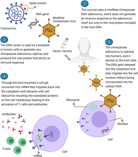 Figure 2 Scheme of mechanism of action of vaccine Astra-Zeneca. Created with BioRender.com.