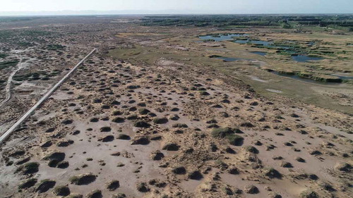 Figure 3. Nitraria tangutorum nebkhas landscape between an oasis and sand dunes of Mu Us Sandland. Photo by Weicheng Luo