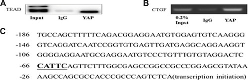 Figure 6 The Co-IP and Ch-IP in neonatal cardiac fibroblasts (CFs) in vitro. (A) The Co-IP results confirmed the interaction between YAP and TEAD in CFs. (B) The Ch-IP results showed YAP activates the CTGF promoter. (C) The amplified fragment of CTGF promoter contains a TEADs motif.