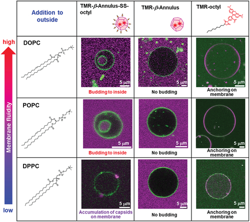 Figure 8. CLSM images of the NBD-labeled GUVs (DOPC, POPC, DPPC) with the addition of 2 μM TMR–β-annulus–SS-octyl, TMR–β-annulus, or TMR–octyl outside. Channels for NBD-PE (green) and TMR (magenta) of the CLSM images.