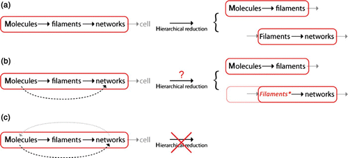 Figure 52. A given system comprised of several levels of complexity can only be reduced further, i.e. split into smaller subsystems if no loss of lower level details occurs. (a) For strictly hierarchical order, further reduction is possible without apparent loss of causal understanding. If interactions bridge one or more levels, the reduction becomes difficult but remains possible (b) as long as no inherent multi-level feedbacks occur (c). The bridging interactions in (b) must be included in form of suitable modifications of the bridged level. Here, filaments* is a modified form of filaments that, for instance, considers “sticky” filaments to account for molecular cross-linkers.