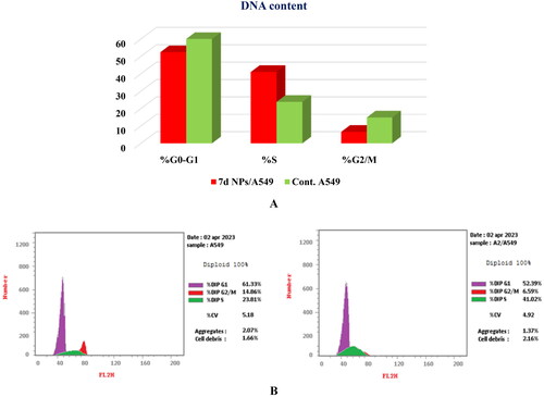 Figure 12. (A) Graphical representation for cell cycle analysis of 7d NPs treated A549; (B) the histograms show the distribution of cells treated with control (left side) and 7d NPs (right side).