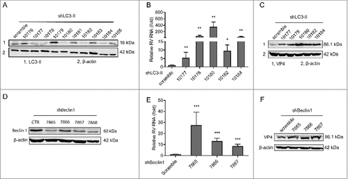 Figure 7. Silence of autophagy related genes, LC3-II and beclin1, inhibits rotavirus replication. (A) Western blot detected LC3-II protein in lentiviral RNAi against LC3-II transduced Caco2 cells. (B) LC3-II knockdown increased rotavirus genomic RNA determined by qRT-PCR (n = 4–10, mean ± SEM, #P < 0.05, ##P < 0.01, Mann-Whitney test). (C) LC3-II knockdown increased rotavirus VP4 protein synthesis detected by western blot assay. (D) Western blot detected beclin1 protein in lentiviral RNAi against beclin1 transduced Caco2 cells. (E) Beclin1 knockdown increased rotavirus genomic RNA determined by qRT-PCR (n = 11–17, mean ± SEM, ###P < 0.001, Mann-Whitney test). (F) Beclin1 knockdown increased rotavirus VP4 protein synthesis detected by western blot assay.