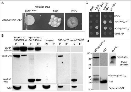 Figure 2. CENP-ACse4 interacts with Sgo1 and sgo1-NT in vivo and in vitro. (A) Sgo1 prey constructs was tested against the CENP-ACse4 bait construct. Sgo1 prey resulted in increased growth compared with vector (pADC) or CENP-ACse4 prey when tested against the CENP-ACse4 FL bait construct. (B) CENP-ACse4 interacts in vivo with Sgo1 and sgo1-NT. Wild type strain (SGO1-MYC, YMB10165), sgo1-NT-MYC (YMB10160) expressing CENP-ACse4 from galactose inducible promoter (GAL1) were grown in YEP with 2% galactose + 2% raffinose at 25°C. Untagged strain (OCF1533-4B), SGO1-MYC (AMY905), and sgo1-NT-MYC (YMB10076) were used as a control. Cell extracts were prepared for immunoprecipitation experiments using anti-HA agarose antibodies (A2095, Sigma-Aldrich). Eluted proteins were analyzed by Western blotting with anti-Myc (Sgo1-Myc or sgo1-NT-Myc; a-14, sc-789, Santa Cruz Biotechnology), anti-HA (CENP-ACse4; H6908, Sigma Aldrich), and anti-Tub2 (loading control) antibodies. IN = input, and IP = immunoprecipitated samples. (C) A minimal prey construct of AD-sgo1-NT132 (amino acids 1–132) resulted in two-hybrid positive interactions with CENP-ACse4-DBD, sgo1-NT (amino acids 1–150) and Rts1-DBD. Scm3-AD was also positive with CENP-ACse4-DBD. Two-hybrid selection plates were SD–HLT and supplemented with 3-aminotriazole (1 or 3 mM). (D) Affinity pull-down of recombinant proteins shows that GST-sgo1-NT132 immobilized on glutathione beads can interact and pull-down His6-CENP-ACse4 octasome from E. coli lysate. IN = input (1% of the input run on a separate gel). *Represents degraded or proteolyzed products. Pull-down experiments were performed three times with similar results.