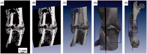 Figure 2. 3D localization of backscattered electron (ESEM/BSE) image plane within the 3D µCT dataset. Panel A shows an ESEM/BSE image of a rat femoral osteotomy, four weeks post-osteotomy. Panel B gives a slice of a virtual section through a µCT volume rendering at the site of the exact location of the ESEM/BSE image and C the same view where the volume is cut in half by this plane. Panels D and E visualize the 3D position of the section within the µCT reference dataset, locally and within the whole bone.