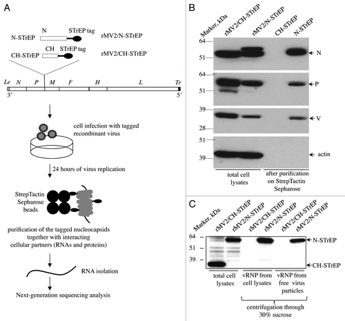 Figure 1. Validation of recombinant MV expressing 1-STrEP-tagged MV-N and the protocol used to purify specific RNA partners of MV-N. (A) Schematic representation of rMV2/N-STrEP and rMV2/CH-STrEP recombinant viruses and summary of the protocol used to purify MV-N and associated RNA molecules from infected cells. The MV genome is displayed with the six genes indicated by italicized capital letters. The position of One-STrEP-tagged MV-N or CH protein insertion is shown. The black oval represents the One-STrEP-tag sequence. MV leader (Le) and trailer (Tr) regions are shown as gray and dark rectangles, respectively. (B) Analysis of MV-N viral protein-partners within an infected cell. Actin and CH proteins served as negative controls to see the specificity of the MV-N complexes after modified tandem affinity purification.Citation11 WB analysis using anti-N, anti-P, anti-V and anti-actin antibodies. (C) Ultracentrifugation through 30% sucrose followed by western blot analysis shows efficient incorporation of the N-STrEP protein within the viral nucleocapsid. Viruses used for infection are indicated above each lane. One-STrEP-tagged proteins were detected using Streptavidin-HRP.