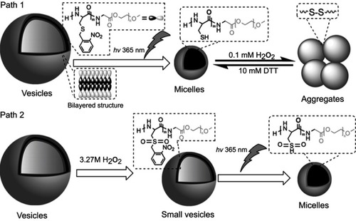 Figure 13 Schematic description for the multiresponsive transformation of the polypeptidosome in an aqueous solution. Reprinted from Liu G, Zhou L, Guan Y, Su Y, Dong CM. Multi-responsive polypeptidosome: characterization, morphology transformation, and triggered drug delivery. Macromol Rapid Commun. 2014;35(19):1673–1678. Copyright 2014, with permission from John Wiley and Sons.Citation96