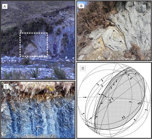 Figure 6. Stream exposures of faults at Cloudy Peaks (1.85 m tall person for scale). A, T6 displaced by c. 5 m across Fault 2, looking southwest. Inset shows location of fault in B. B, Reverse fault splays in the stream exposure in A. (i) Torlesse greywacke, (ii) terrace gravels entrained in fault zone between fault splays, (iii) terrace gravels. C, Outcrop scale ‘triangle zone’ with facing thrusts and backthrusts offsetting vertically bedded Torlesse greywacke sandstone and argillite, viewed looking northeast. D, Fault plane solution for the entire Cloudy Peaks area. The small component of right-lateral strike slip is not apparent at the surface, and may be related to tear-faulting or transfer structures near this end of the Fox Peak Fault.