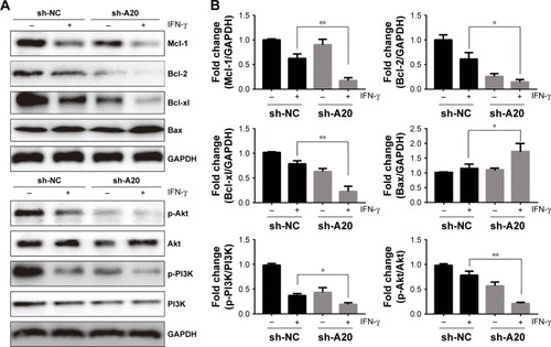 Figure 4 Silencing of A20 combined with IFN-γ treatment leads to repression of antiapoptotic Bcl-2 proteins and PI3K/Akt signaling pathway.