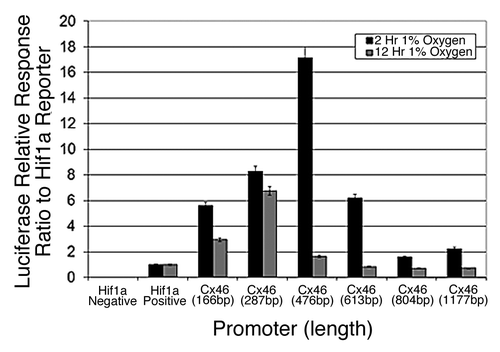 Figure 2. The promoter of human Connexin 46 is transiently responsive to 1% oxygen in human lens cells. Various fragments 5′ to the predicted transcription start site of the human Cx46 promoter were cloned into a promoterless luciferase reporter vector and tested for responsiveness to 1% oxygen in human lens epithelial cells. The varying activity correlated with the length of the promoter indicates the presence of regulatory elements encoded within the promoter. The promoter did not respond to hypoxia in N2A cells in the same assay (unpublished data). Error bars represent standard error of the mean (n = 6).