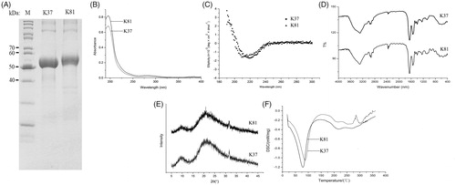 Figure 1. Electrophoretic separation patterns (A), FT-IR spectra (B), CD spectra (C), FT-IR spectra (D), XRD patterns (E), and DSC curves (F) of recombinant human hair K37 and K81.