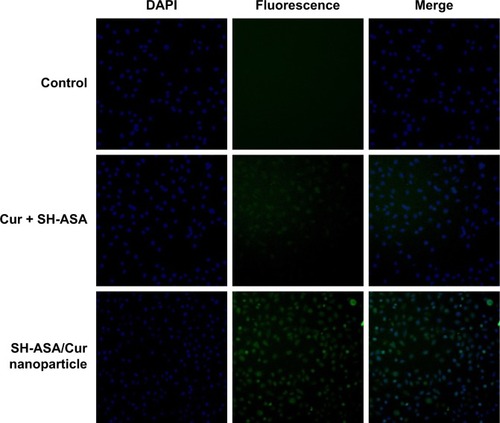 Figure 6 Uptake by ES-2 cells.Abbreviations: DAPI, 4′,6-diamidino-2-phenylindole; Cur, curcumin; SH-ASA, SH-aspirin.