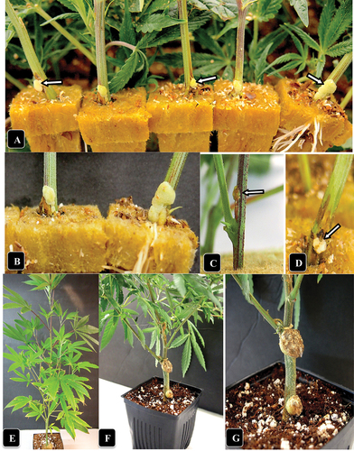 Fig. 2 (Colour online) Symptoms of crown gall caused by A. tumefaciens on naturally infected and artificially inoculated cannabis stem cuttings. (a) Gall development at the base of five cuttings in a propagation room (arrows). (b) Close-up of gall development. (c, d) Galls developing following artificial inoculation with A. tumefaciens after 7 days (c) and 14 days (d). (e) An inoculated cannabis plant shows no foliar symptoms as aresult of gall development at two sites. Photo was taken 4 weeks after inoculation. (f, g) Comparison of gall sizes on a cannabis plant genotype CPH following artificial inoculation with A. tumefaciens. the gall on the middle of the stem section is larger than on the crown.