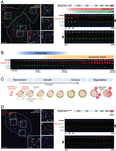Figure 3. Dynamic recruitment of SQSTM1 and LC3B allows characterization of simaphagy events. (a) Left: Movie stills from live-cell imaging experiments of RPE-1 cells stably expressing GFP-LC3B and siRNA resistant mCherry-SQSTM1 WT. Endogenous HGS and SQSTM1 have been knocked down by siRNAs. Endosomes are labelled by a 2 min pulse with EGF-Alexa Fluor 647 [Citation66]. Insets I-IV show simaphagy events in different stages (arrowhead). Phagophores not containing endosomes are marked by asterisks. Right: WT mCherry-SQSTM1 domain structure and schematic recruitment dynamics of mCherry-SQSTM1 WT and LC3B (red and green gradient). A timeline of movie stills from a representative simaphagy event is shown below. Cell outlines shown by dotted line. Scale bar: 10 µm; 3 µm for insets I-IV; 2 µm for timeline. (b) Representative timeline of a complete simaphagy event from RPE-1 mCherry-SQSTM1 WT, GFP-LC3B cells (with HGS, SQSTM1 knockdown). Blue gradient showing the approximate duration of the simaphagy event: mCherry-SQSTM1 WT and GFP-LC3B recruitment, up to eventual phagophore closure (at around 7-13 min). Decrease of GFP-LC3B signal from 10-13 min onwards. Yellow gradient showing the timeframe for lysosome recruitment and fusion. Lysosomes are indirectly visualized by mCherry-SQSTM1 fluorescence. While SQSTM1 is degraded in lysosomes, the mCherry protein remains stable and fluorescent [Citation68,Citation69], thus lysosomes become visible. Scale bar: 2 µm. (c) Schematic overview on the different phases in simaphagy. Dysfunctional endosomes generate few intralumenal vesicles (ILV) and accumulate endosomal cargo on the surface. EGFR frequently accumulates in a microdomain. Recruitment phase: SQSTM1 has been found in proximity to dysfunctional endosomes and surrounding dysfunctional endosomes. The recruitment of LC3B can be observed early together with SQSTM1 and marks autophagic membranes. Growth phase: the phagophore extends around the endosome. Closure takes place at around 7-13 min. The LC3B signal has becomes weaker after phagophore closure. Degradation phase: Lysosomes start to attach and fuse to finally degrade the autophagosomal content. (d) Left: Movie stills from live-cell imaging of RPE-1 cells stably expressing GFP-LC3B and mCherry-SQSTM1M4°4V. Insets highlight non-endosome containing phagophores (asterisk). Right: Domain structure of SQSTM1 with point mutation M404V. Below, timeline of a representative endosome shows no mCherry-SQSTM1M4°4V or GFP-LC3B recruitment. Cell outlines shown by dotted line. Scale bar: 10 µm; 3 µm for insets I-IV; 2 µm for timeline.