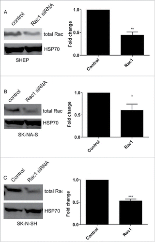 Figure 3. Rac1 depletion. A–C. Western blots showing total Rac expression in (A) SHEP, (B) SK-N-AS and (C) SK-N-SH cells, following treatment with Rac1 siRNA. HSP70 expression is shown to confirm equal protein loading. Histograms show the corresponding quantification of total Rac protein expression after siRNA, as indicated. Data shown are the average fold change relative to control siRNA from triplicate biological repeats. * p < 0.05; ** p < 0.01, *** p < 0.001, Students' t-test.
