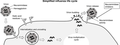 Figure 1 Simplified presentation of the influenza virus life cycle.
