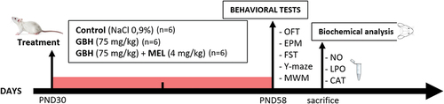 Figure 1. Timeline of the glyphosate-based herbicide (GBH) and melatonin treatment study. The Open Field Test (OFT), elevated plus maze Test (EPM), forced swimming Test (FST), Y-maze test, and Morris water maze test (MWM). Nitric oxide (NO), lipid peroxidation (LPO), Catalase (CAT).