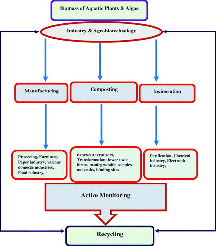 Figure 10. Industrial and Agrobiotechnological activities of bio-remediators followed by monitoring and recycling.