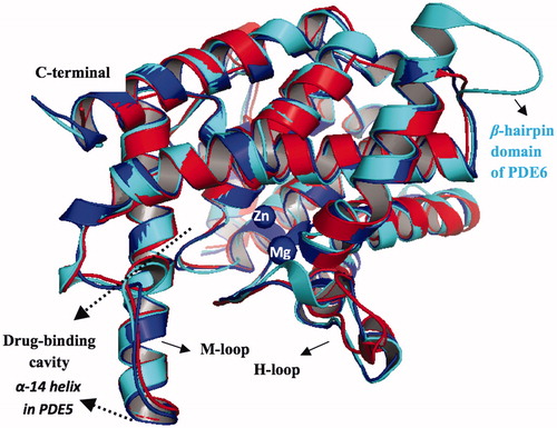 Figure 3. Superposition of PDE5, PDE6 and PDE11, illustrated with blue, cyan and red colors, respectively. The counterions, Zn2+ and Mg2+, are shown with blue circles at the metal binding side.