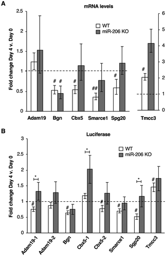 Figure 4. Putative mRNA targets of miR-206 identified by xOP-seq are differentially regulated in miR-206 KO cells compared to WT cells. (A) Endogenous levels of Bgn, Cbx5, Smarce1, and Spg20 mRNAs decrease in WT cells upon differentiation and show different levels of regulation in miR-206 KO cells after four days in differentiation media. Normalized average fold change in mRNA expression on Day 4 relative to Day 0 is plotted. The error bars denote standard deviations (n = 3). The dashed line at 1.0 represents no change in mRNA levels. # indicates a p-value < 0.05 and ## indicates a p-value <0.01 as compared to 1.0 using a one sample two-tailed t-test, except for Spg20 in WT, which has a p-value < 0.068. (B) Regions from the 3ʹUTRs of five putative miR-206 target mRNAs (Adam19-1, Bgn, Cbx5-2, Smarce1 and Spg20) downregulate luciferase expression in WT cells but not miR-206 KO cells after treatment with differentiation media. Normalized average fold change in luciferase expression after differentiation is plotted; the error bars denote standard deviations (n = 3). The dashed line at 1.0 represents no change in luciferase expression. # indicates a p-value < 0.05 as compared to 1.0 using a one sample two-tailed t-test, except for Cbx5-2 in WT, which has a p-value < 0.062. * indicates a p-value < 0.05, as determined from an unpaired two-tailed t-test comparing the data from the WT and KO cells.