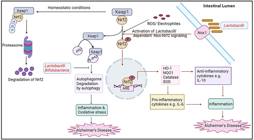 Figure 4. Schematic representation of the role of gut microbiota in Nrf2-keap 1 pathway and autophagy in AD. In homeostatic conditions, Nrf2 is degraded through proteasomal degradation. In oxidative stress conditions, Nrf2 dissociates from Keap1 and Nrf2 transport into the nucleus, binds with antioxidant response elements (ARE), and finally produces HO-1, NQo1, Catalase, and SOD. As a result, levels of anti-inflammatory cytokines are increased and pro-inflammatory cytokines levels are decreased. Lactobacilli can prompt their beneficial influence on host gut-epithelial tissue by the activation of lactobacilli-Nox-Nrf2 signaling. Lactobacilli and Bifidobacteria might help to decrease p62 levels and increase beclin-1 and LC3-II by activation of autophagic flux. Therefore, increased levels of Nrf2 and decreased levels of p62 can act as a neuroprotectant in AD.