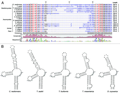 Figure 2. Conservation of the putative unconventional splicing sites of HXL1 homologs in basidiomycetes. (A) The unconventional intron sequences of HAC1/XBP1/HXL1 homologous mRNAs are aligned. Flanking exon sequences are denoted by uppercase letters and intron sequences by lowercase letters. Length indicates nucleotide length of the non-conventional intron that can be removed by Ire1. The conserved sequences of 5′- and 3′- splicing junctions are represented by sequence logo and dotted box. (B) Predicted secondary mRNA structures of HXL1 homologs in some basidiomycetous fungi. Putative splicing sites in 5′ and 3′ intron borders are located in the loop regions of stem-loop structures. The putative Ire1-mediated splicing sites and introns are indicated with arrowheads and written in lower case, respectively. Conserved sequences in splicing junctions are indicated by dotted boxes. Alignment and RNA secondary structure prediction were performed with the CLC main benchwork 6.8.4 (CLC bio). Nucleotide sequences were retrieved from the NCBI database and fungal genomics resource at JGICitation61: Cryptococcus neoformans (HXL1, CNAG_06134), Trichosporon asahii (A1Q2_03745), Tremella mesenterica (TREMEDRAFT_57223), Tremella fuciformis (bZIP1, GU723640.1), Dioszegia cryoxerica (fgenesh1_kg.80_#_88_#_Locus1962v1rpkm301.65), Yarrowia lipolytica (HAC1, XM_500811.1), Aspergillus nidulans (hacA, AJ413273), Aspergillus fumigatus (hacA, XM_743634), Trichoderma reesei (hac1, AJ413272), Alternaria brassicicola (HacA, AB01954.1), Candida albicans (HAC1, EF655649), Pichia pastoris (HAC1, FN392319), Saccharomyces cerevisiae (HAC1, NC_001138.5), Homo sapiens (XBP1, NM_005080), Caenorhabditis elegans (xbp-1, AF443190), Arabidopsis thaliana (bZIP60, AY045964).