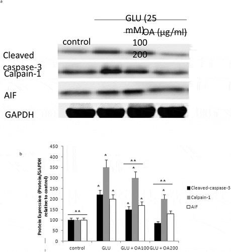 Figure 5. Apoptotic pathway in HT22 cell homogenates detected by Western blot analysis