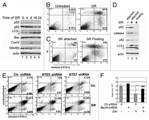 Figure 4. Mutant p53 depletion is accompanied by autophagic cell death. (A) MDA-231 cells were untreated (lane 1) or grown in GR media for the time points indicated at the top of the panel (in hours). At each point, cell extracts were prepared and probed in immunoblot with the indicated antibodies. (B and C). Flow cytometric analysis with Annexin-V vs. propidium iodide (PI) staining of live MDA-231 cells either untreated or glucose-restricted. Cells were analyzed as whole populations (B), or they were separated as attached and floating (C). The percentage of early (right lower panel) and late (right upper panel) apoptotic cells is indicated. (D) Untreated (lane 1) or GR-treated cells for 36 h (lanes 2 and 3) were separated as attached (lane 2) or floating (lane 3) cells. Cell extracts were probed with the indicated antibodies. (E) MDA-231 cells transfected with control shRNA or with the shRNA for ATG5 or ATG7 were selected with puromycin for 1 wk and then left untreated or GR-treated. Flow cytometry was performed as described in (B and C), except the live/dead violet staining was used in place of PI. (F) TOV cells were transfected with control siRNA (gray bars) or with the Beclin siRNA (black bars), as indicated at the bottom of the panel. Thirty-six hours after transfection, cells were subjected to glucose restriction for 8–12 h, then the media was replaced with regular media. Cell viability was assessed 4 d after with trypan blue exclusion. The p values between control and Beclin-siRNA-transfected cells in the GR-treated group are indicated.